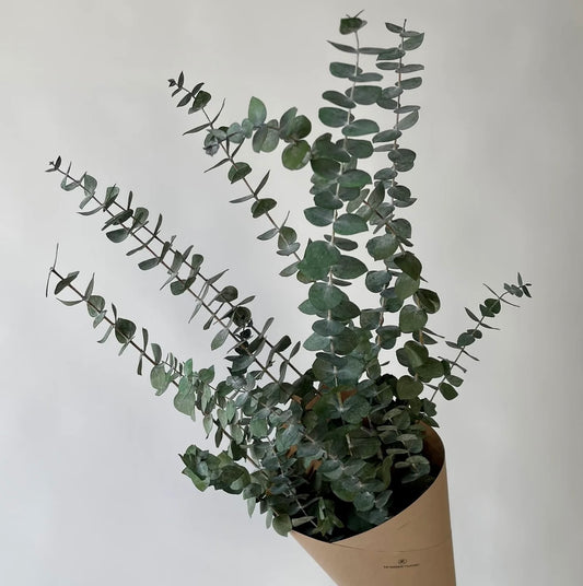 Eucalyptus 90g